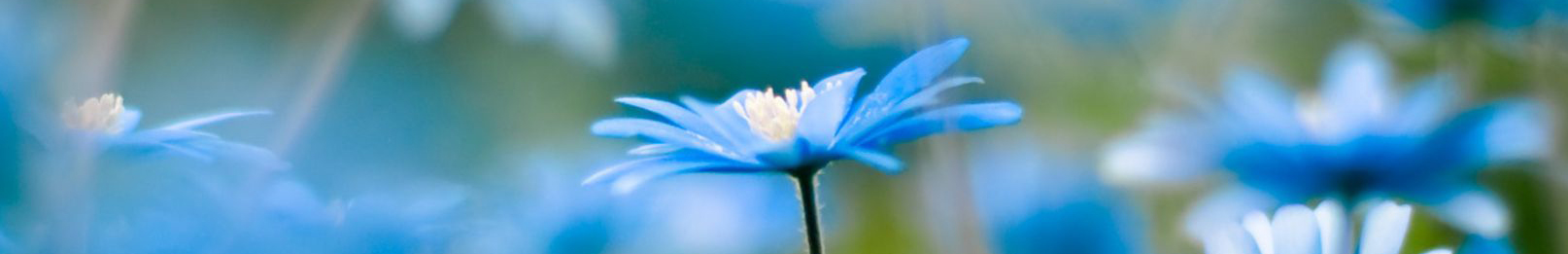 Modre kvety banner o nas